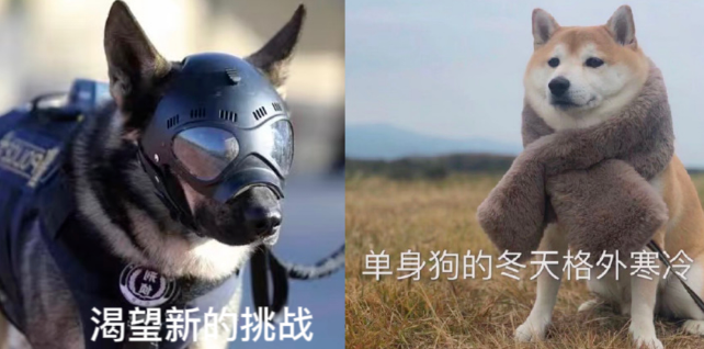 没想到哇，你竟是这样的警犬！”