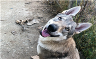 捷克狼犬一天吃几斤肉