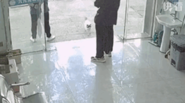 布偶猫被遗弃后自己去医院求助：“麻烦救救我！”