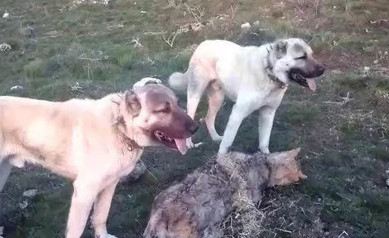 世界第一猛犬,坎高犬大战大灰狼,场面惨烈,让人直冒冷汗 世界第一猛犬,坎高犬大战大灰狼,场面惨烈,让人直冒冷汗