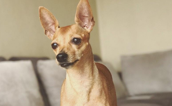 小鹿犬和吉娃娃的区别哪个好 小鹿犬和吉娃娃的区别哪个好