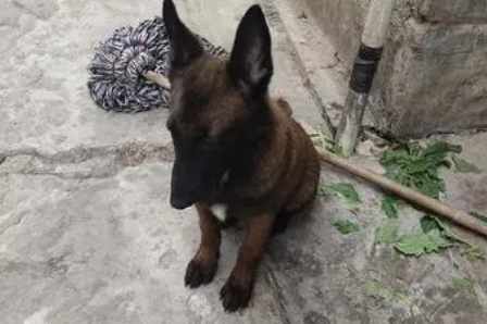 奄奄一息的流浪犬，健康活泼的马犬，这真的是同一条狗吗