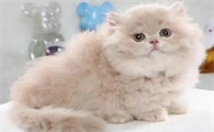 爆米花是只猫的小视频
