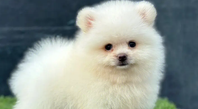 博美犬“出身名门”被石头砸死 狗主人索赔三万 博美犬“出身名门”被石头砸死 狗主人索赔三万