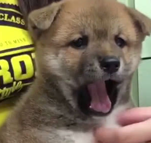 主人带小柴犬去医院,结果狗狗生气了,医生却笑到不得不暂停检查 主人带小柴犬去医院,结果狗狗生气了,医生却笑到不得不暂停检查