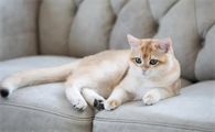 主人生气不理猫几天了会怎样
