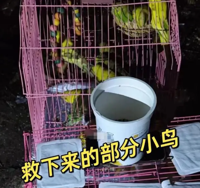 宠物鹦鹉被人野外放生，农业部门：不允许私自放生大量宠物