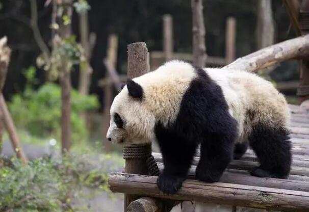 中国三大顶级国宝动物