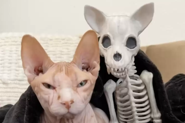 猫咪对新买的万圣节猫咪骨架装饰情有独钟,非要跑过去舔毛 猫咪对新买的万圣节猫咪骨架装饰情有独钟,非要跑过去舔毛