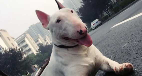 牛头梗可以办狗证吗 牛头梗可以办狗证吗
