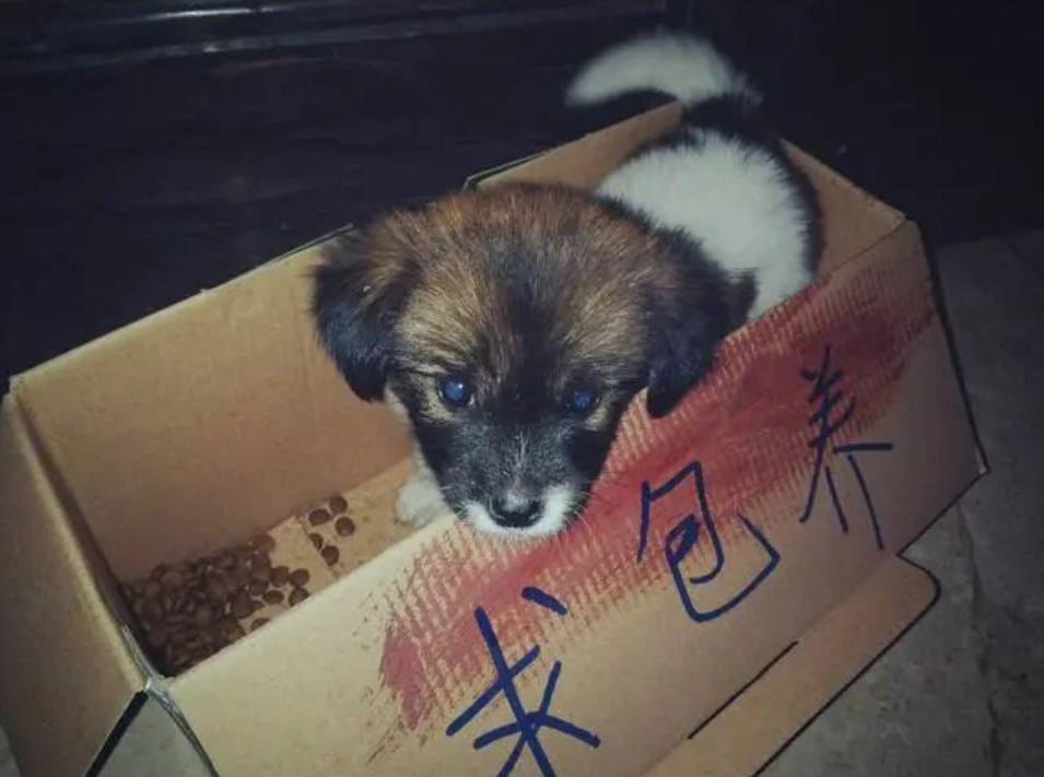 宠物狗遗弃咬伤他人谁负责？《明法典》里这么说！
