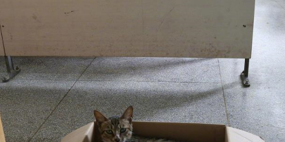 田园猫在大学教室产崽，与学生们成为亲密朋友，上课从不打扰！
