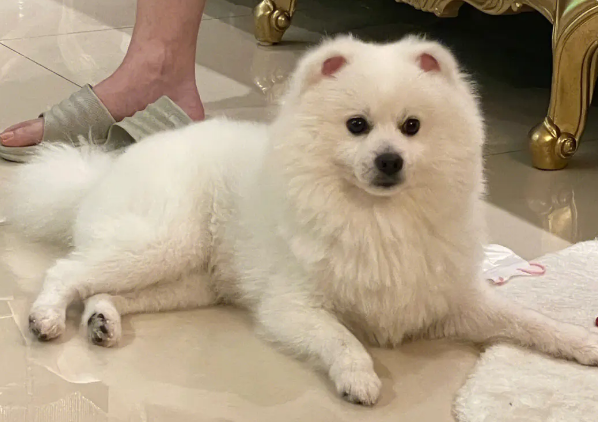 银狐和博美串特别漂亮 银狐和博美串特别漂亮