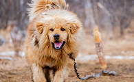 中国十大猛犬排名