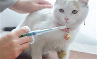 正常猫打完猫瘟单抗有啥副作用