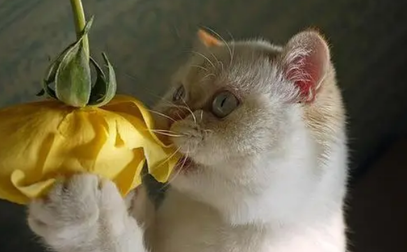 五种致癌花不能养 五种致癌花不能养