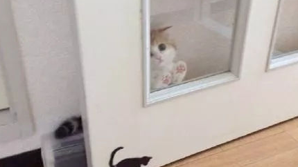 和家里的猫咪玩躲猫猫,它在玻璃后面沾沾自喜 和家里的猫咪玩躲猫猫,它在玻璃后面沾沾自喜