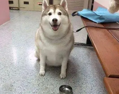 网友偶遇一只哈士猪,狗子出门居然还带碗,哈哈! 网友偶遇一只哈士猪,狗子出门居然还带碗,哈哈!