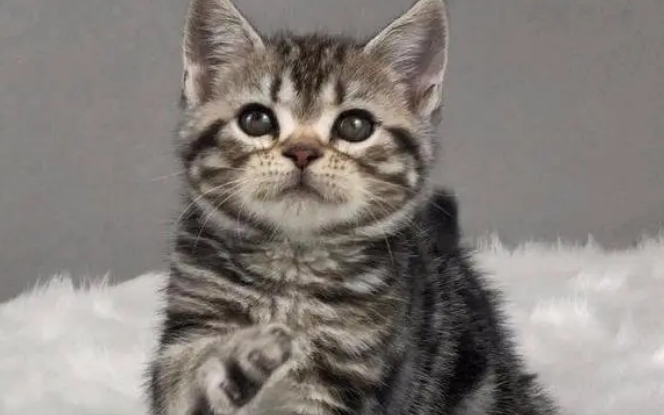 金虎斑猫多少钱一只