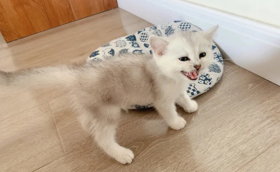 租客养猫怕把房子弄臭了