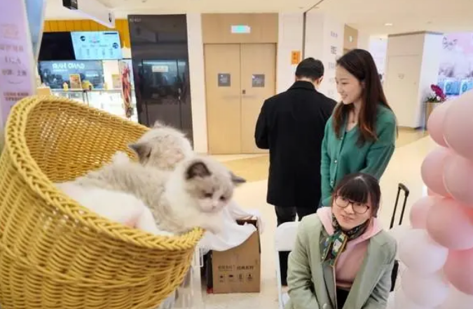 宠物经济火爆的原因 宠物经济火爆的原因