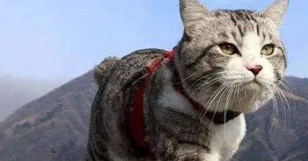 猫咪“离家出走”后,为什么再也回不来呢?这几点让人很心酸 猫咪“离家出走”后,为什么再也回不来呢?这几点让人很心酸