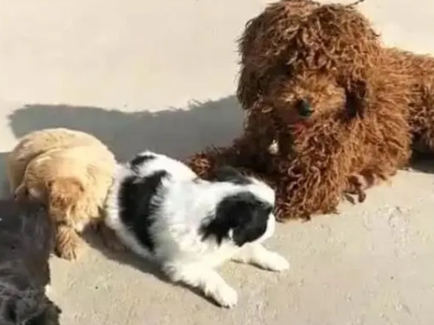 泰迪和土狗生出来的狗