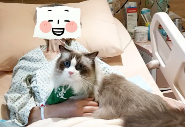 漂亮布偶猫当治疗猫,一动不动陪老人复健,画面暖哭~ 漂亮布偶猫当治疗猫,一动不动陪老人复健,画面暖哭~