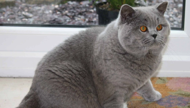 英国短毛猫好养吗