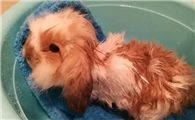 小兔子可以洗澡吗?
