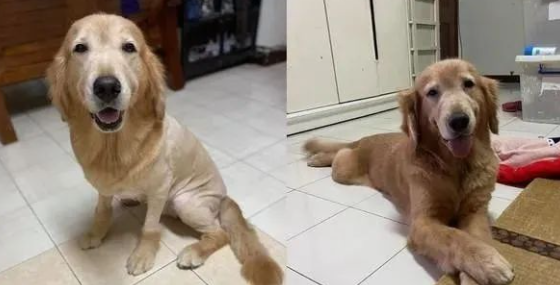 剃完新发型的黄金猎犬举脚拍肩膀:可以理一下我吗? 剃完新发型的黄金猎犬举脚拍肩膀:可以理一下我吗?