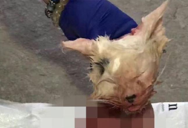 丽江一女顾客疑不满宠物猫不能退货将猫剥皮,警方介入调查 丽江一女顾客疑不满宠物猫不能退货将猫剥皮,警方介入调查