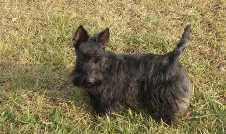 苏格兰梗犬图片多少钱一只