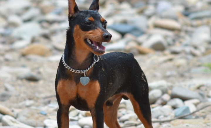 宾莎犬的优点和缺点