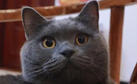 蓝色的猫和橙色的鱼