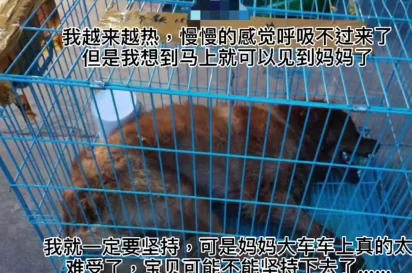 “金毛Siri”去世原因曝光,陈乔恩、徐冬冬发声,托运方态度嚣张 “金毛Siri”去世原因曝光,陈乔恩、徐冬冬发声,托运方态度嚣张