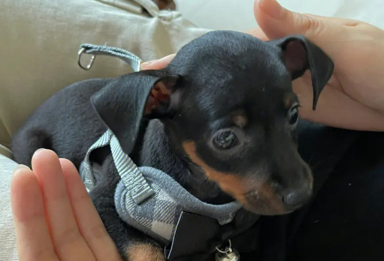 现在小鹿犬价格