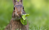 兔子能吃白菜吗