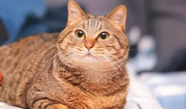 猫四年等于几个岁 猫四年等于几个岁