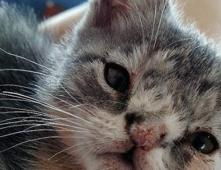 流浪猫咪天生有缺陷差点被安乐死，在它遇到真爱后，命运被扭转了