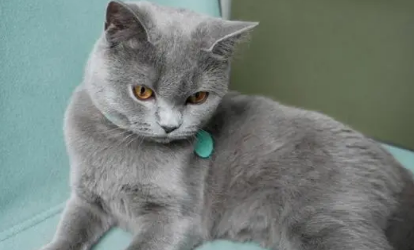 英短蓝猫小时候都特别调皮吗