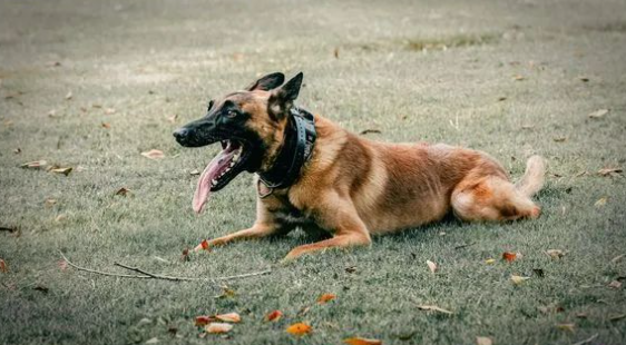 5岁警犬车内意外死亡,原因竟是…网友:这教训太惨痛了! 5岁警犬车内意外死亡,原因竟是…网友:这教训太惨痛了!