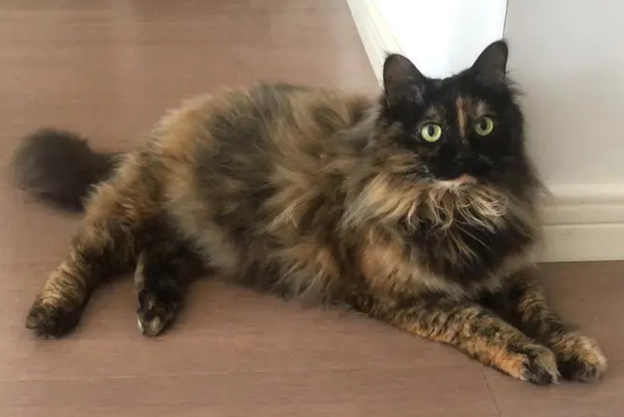 正宗玳瑁猫的价位