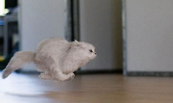 猫咪突然疯了一样满屋乱窜,这是怎么了? 猫咪突然疯了一样满屋乱窜,这是怎么了?