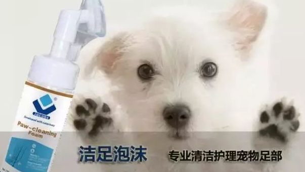 雅各仕:冬季遛狗,请注意狗爪子的保护。 雅各仕:冬季遛狗,请注意狗爪子的保护。