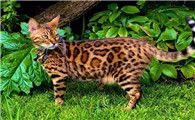 野生豹猫和家猫杂交的品种图片