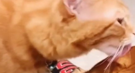 大狗对小橘猫一见钟情,将它当成自己的小孩一样照顾! 大狗对小橘猫一见钟情,将它当成自己的小孩一样照顾!