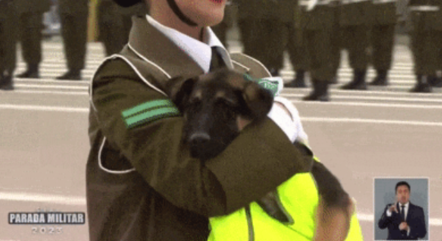 警犬参加阅兵仪式走路顺拐,身后还有人拖着垃圾桶:千万别拉 警犬参加阅兵仪式走路顺拐,身后还有人拖着垃圾桶:千万别拉
