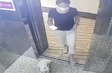 广东一女子带狗坐电梯绳子被卡，电梯启动狗吊在半空，网友：活该