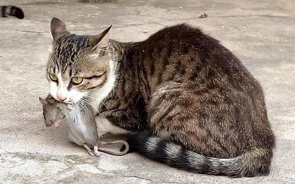 一养猫老鼠就走了吗
